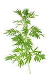 艾草