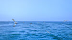 海洋海鸥