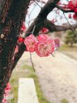 花瓣
