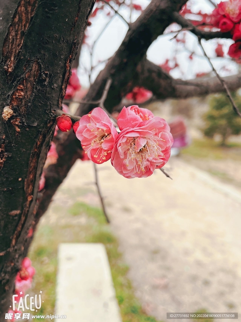 花瓣