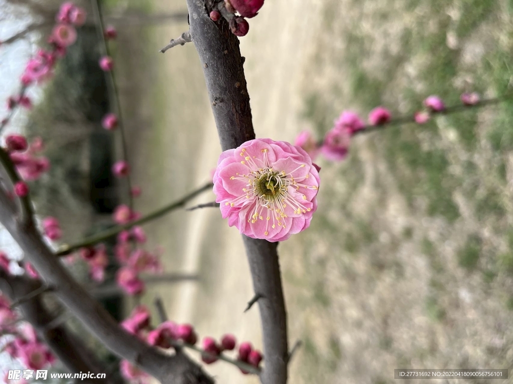 桃花
