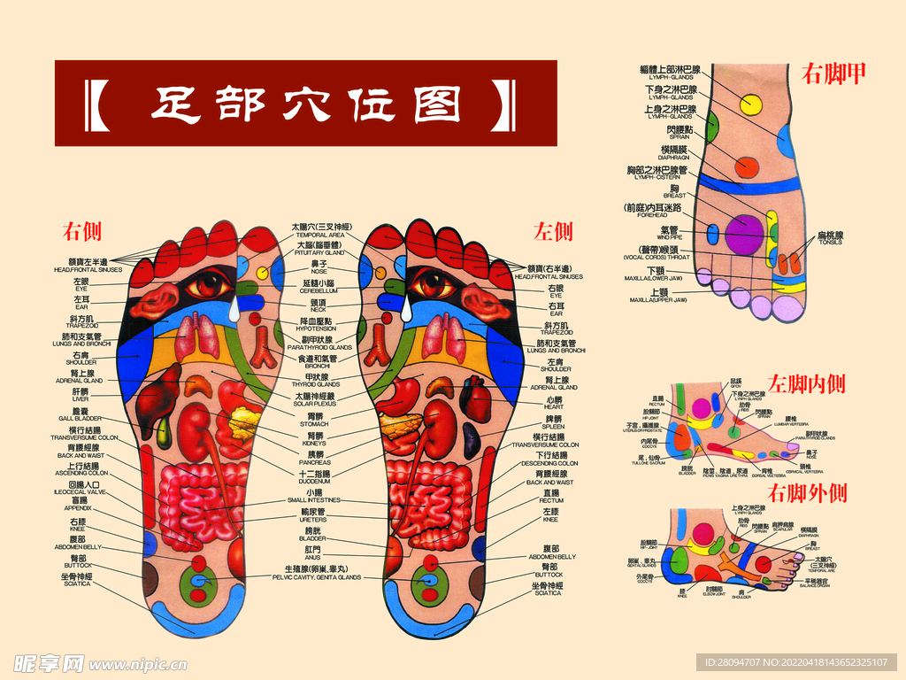  脚部穴位图 