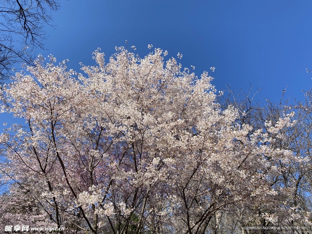 樱花树