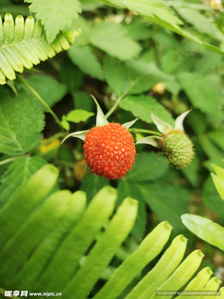 覆盆子 野草莓