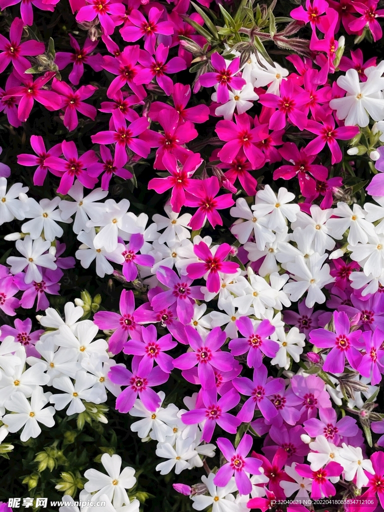 春季各种色彩的小花
