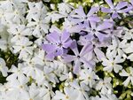 白色和紫色的小花摄影素材