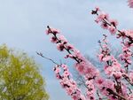 春季粉色桃花枝头摄影元素