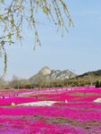 春季远山和粉色花海摄影素材