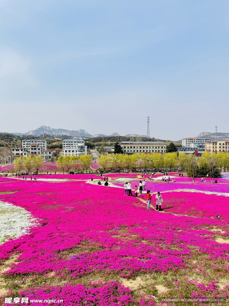 春天粉色花海摄影素材