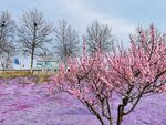 春季樱花花海摄影素材