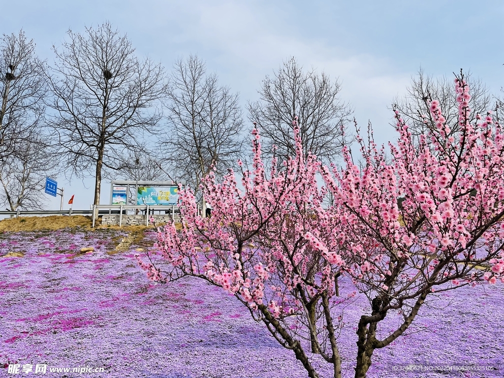 春季樱花花海摄影素材