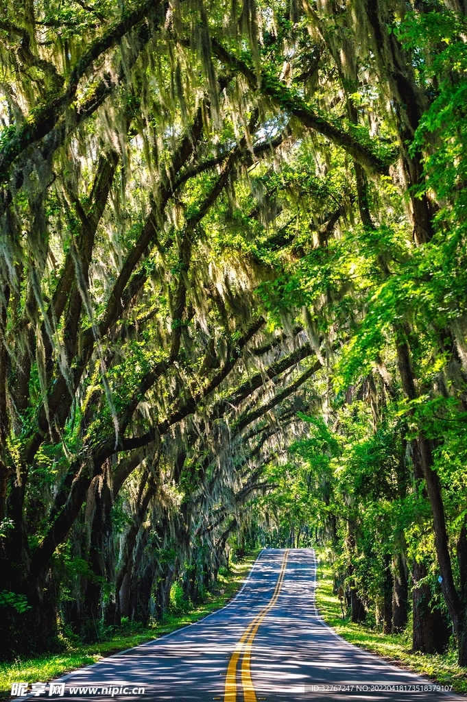 夏季山林小路