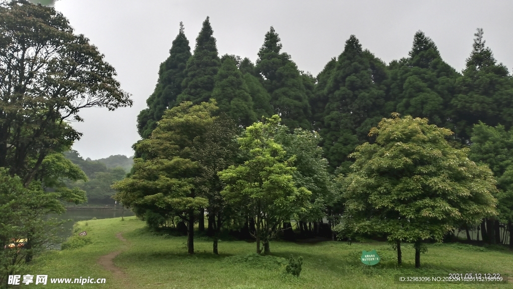 草地与松林