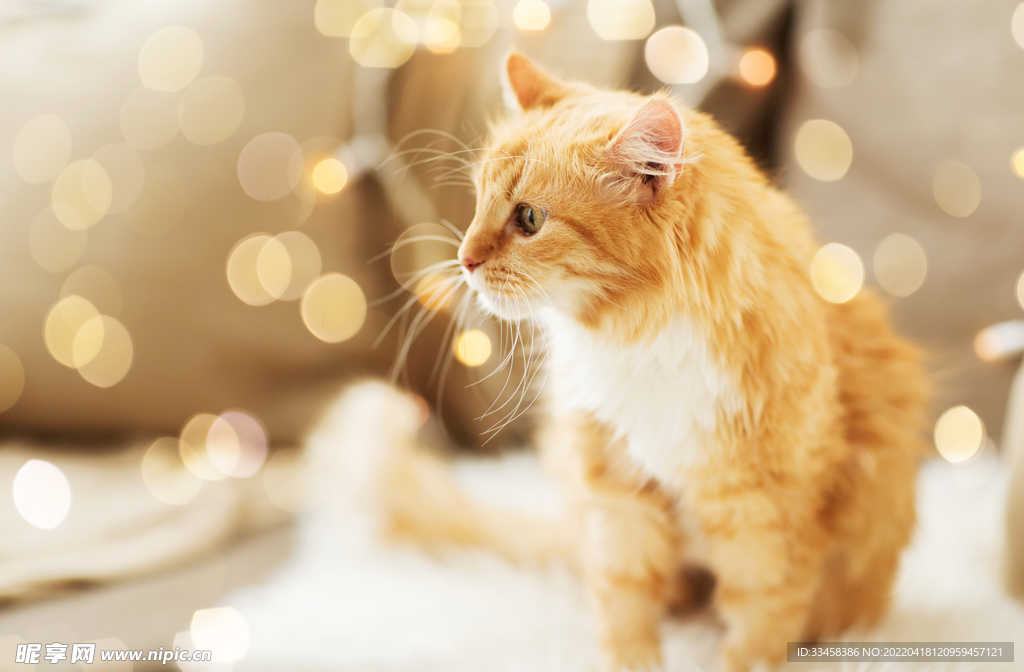 猫 