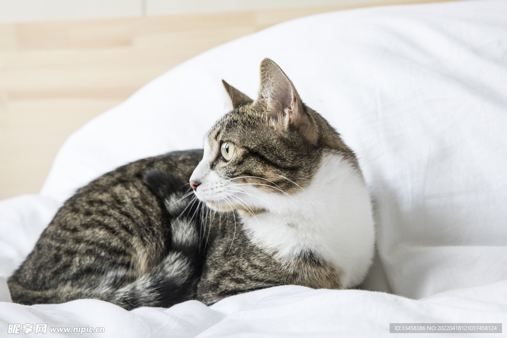 猫 