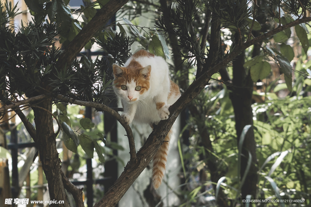 猫