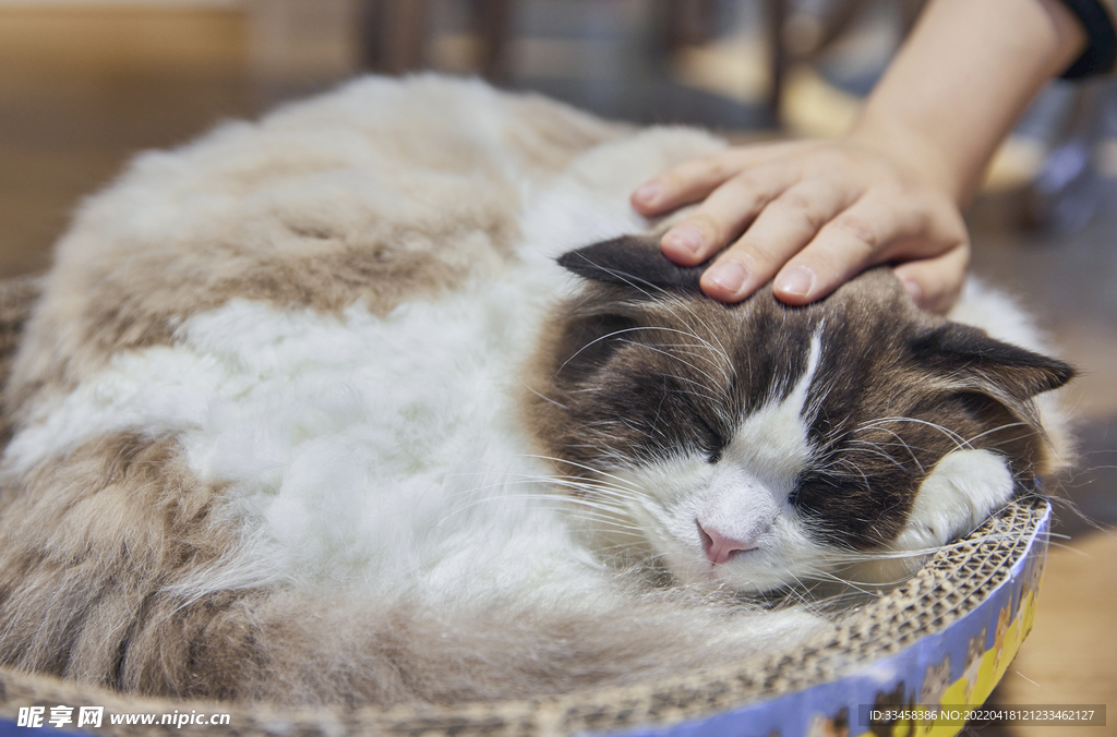猫 