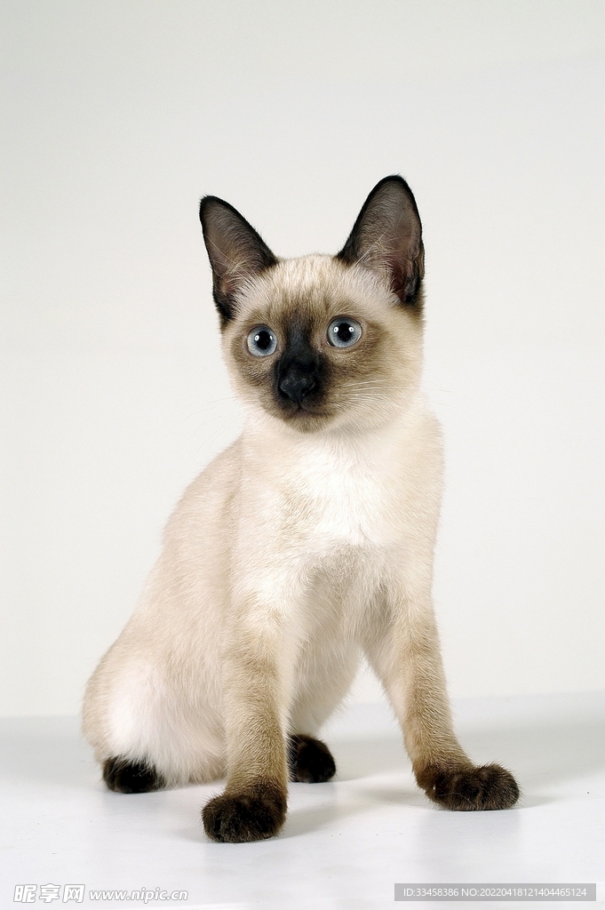 猫 