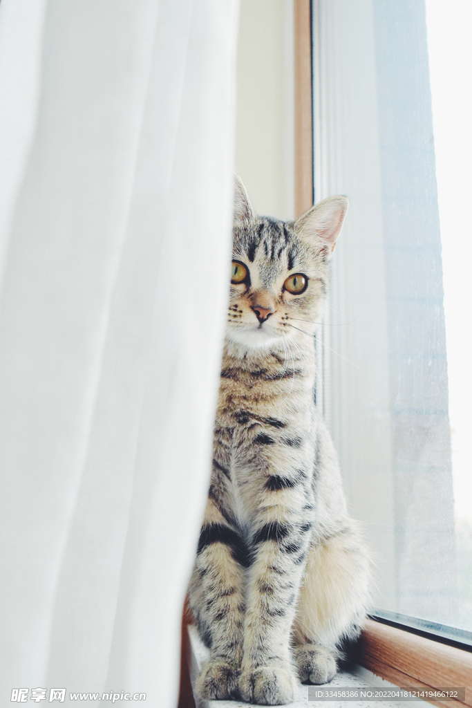 猫 