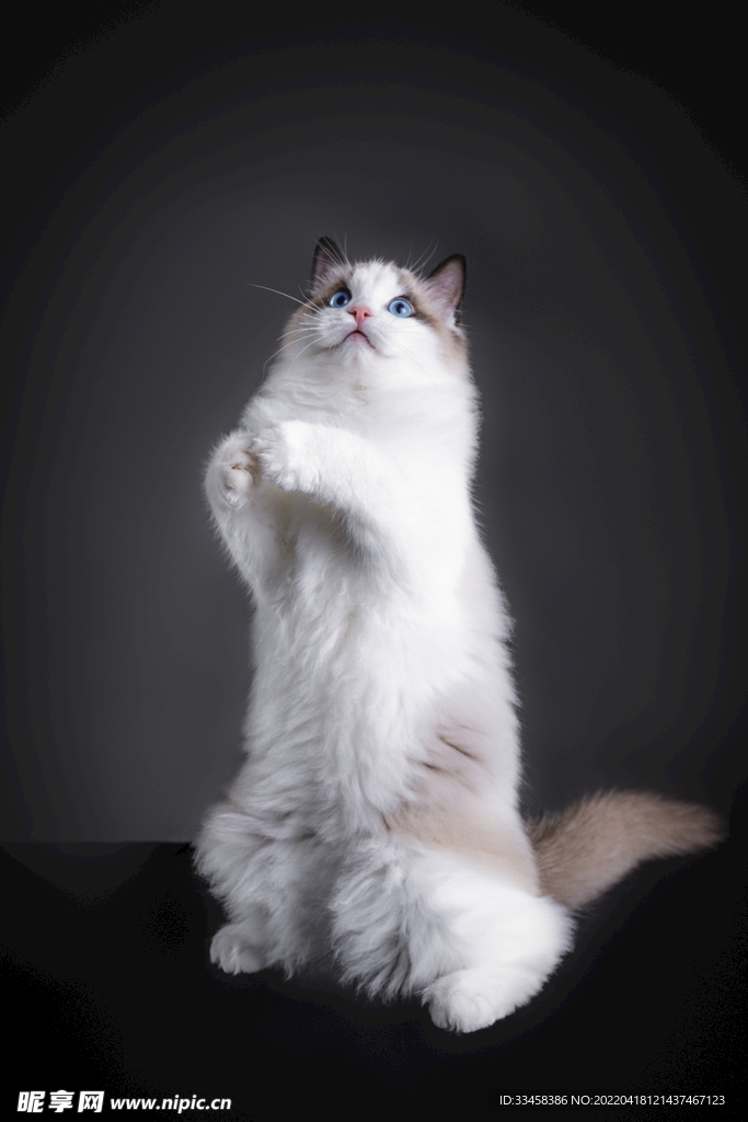 猫  