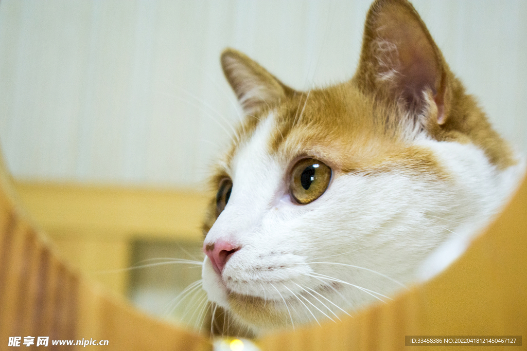 猫 