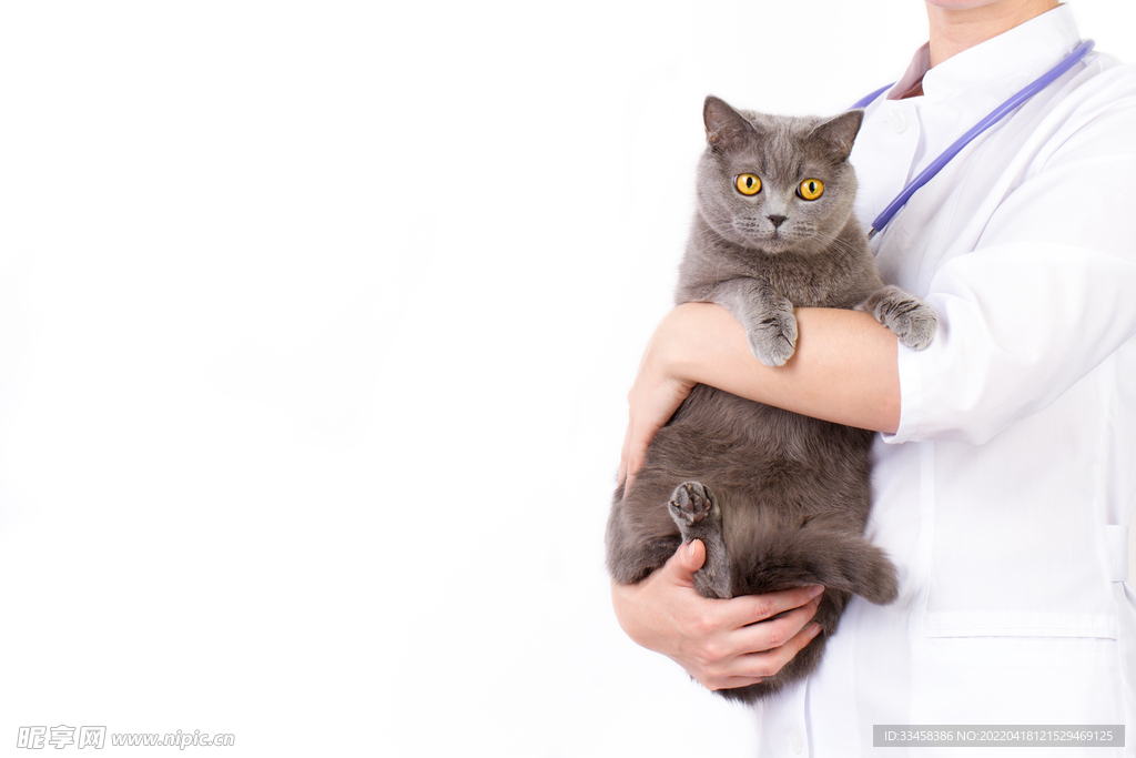猫  