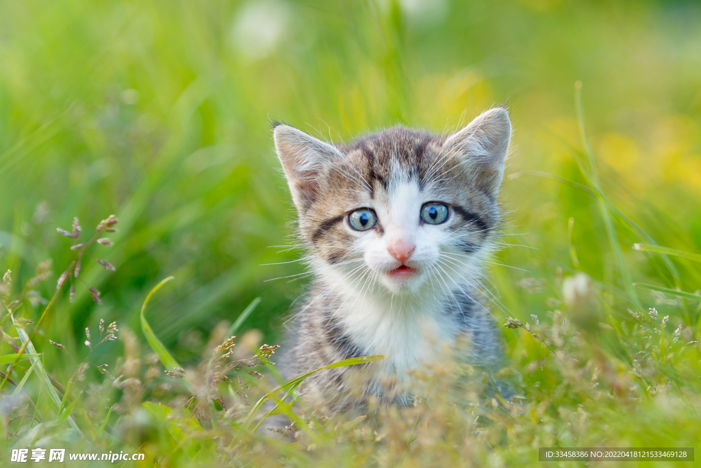 猫 