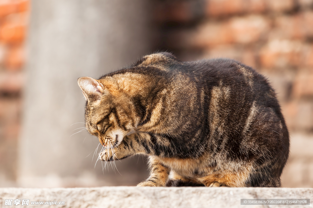 猫 