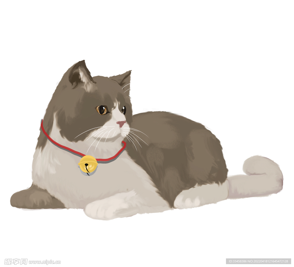猫  