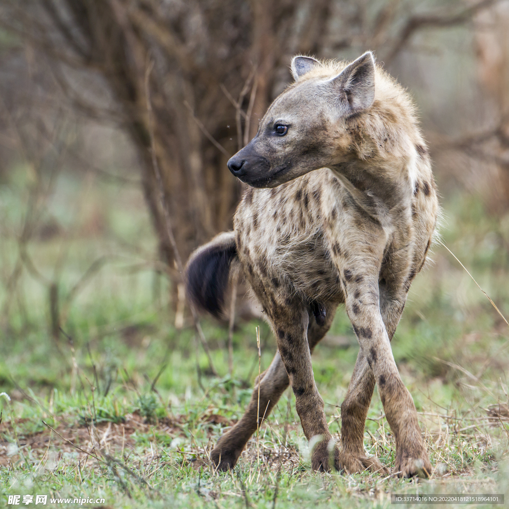 超过 200 张关于“鬣狗”和“动物”的免费图片 - Pixabay