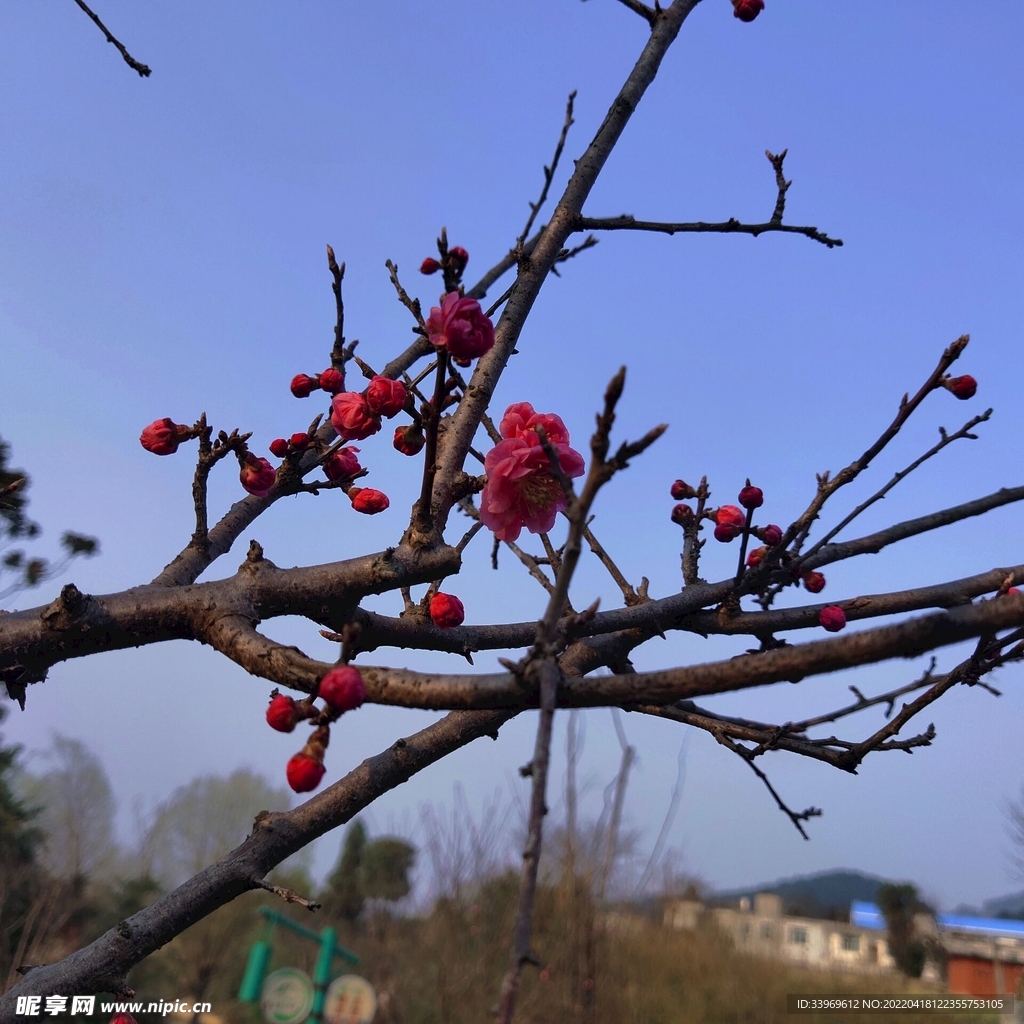 梅花