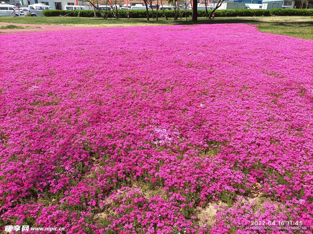 紫色花坛