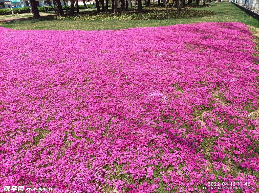 小紫花