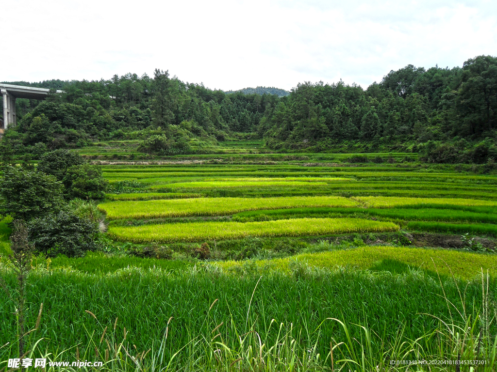 田野