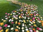 公园里的花草地