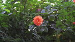 月季花