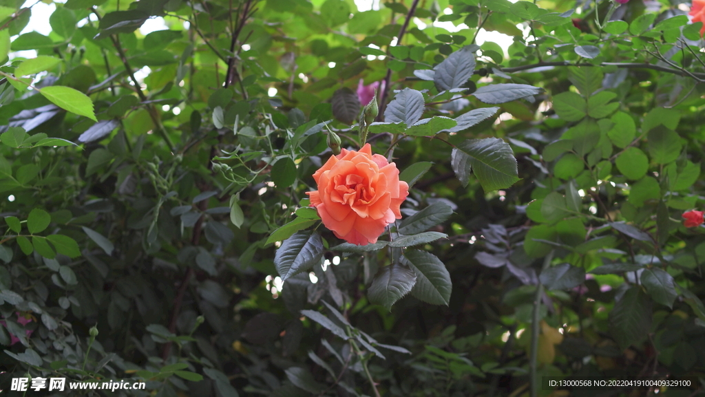 月季花