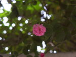 月季花