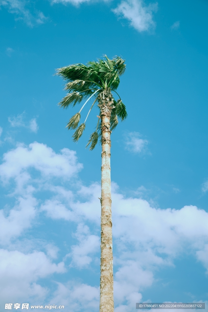 棕榈树
