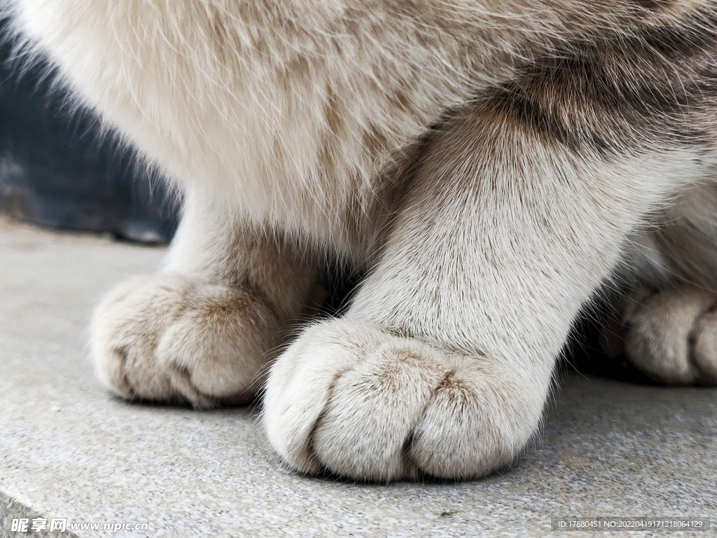 猫爪