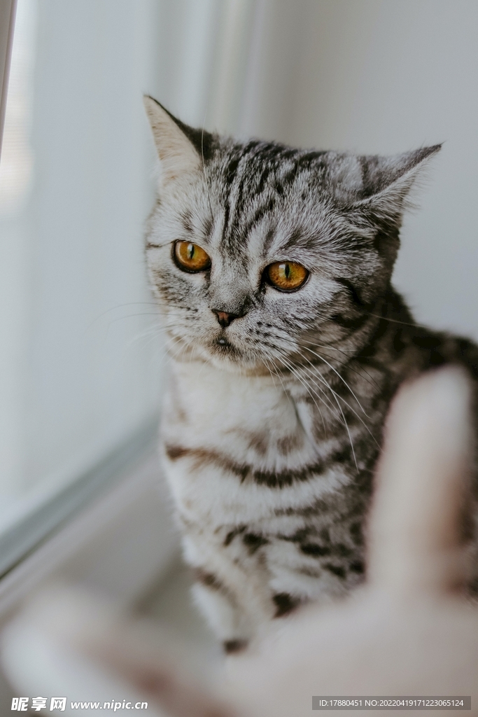 猫