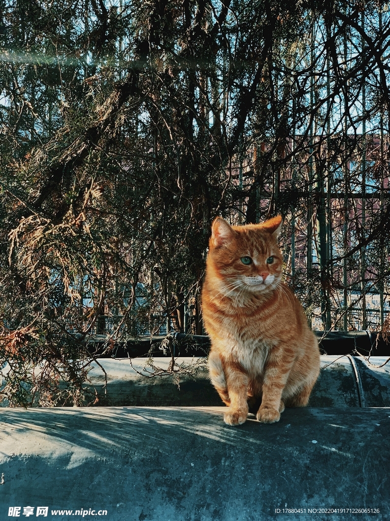 猫