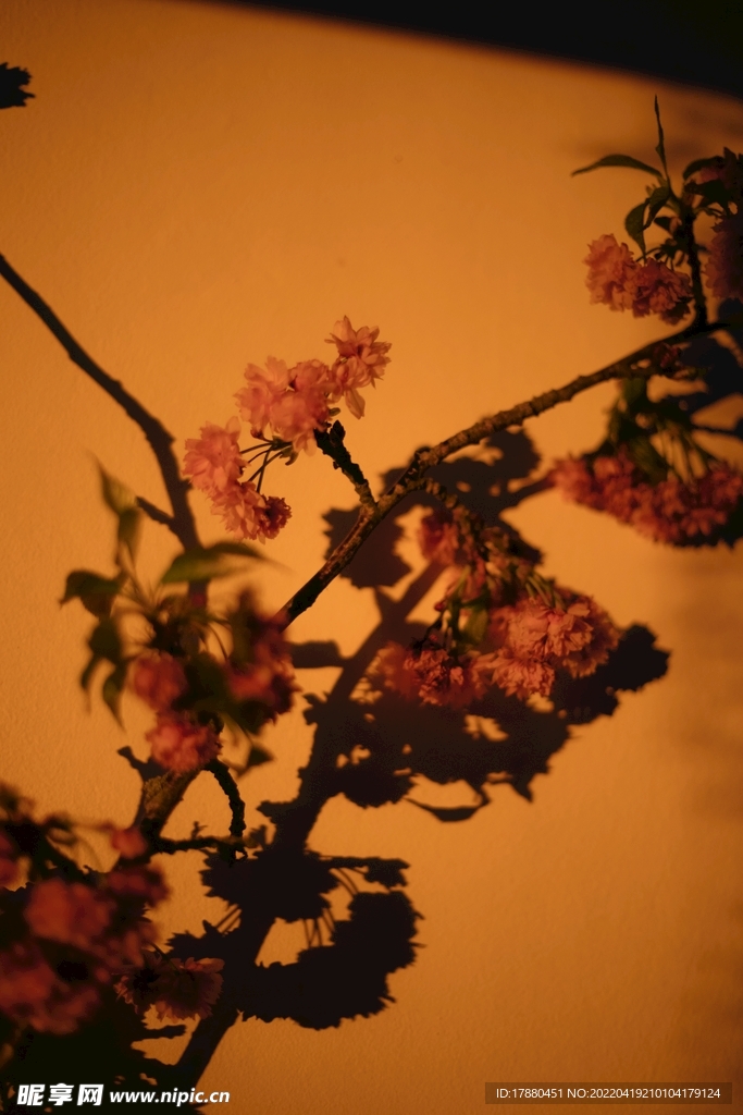 花卉