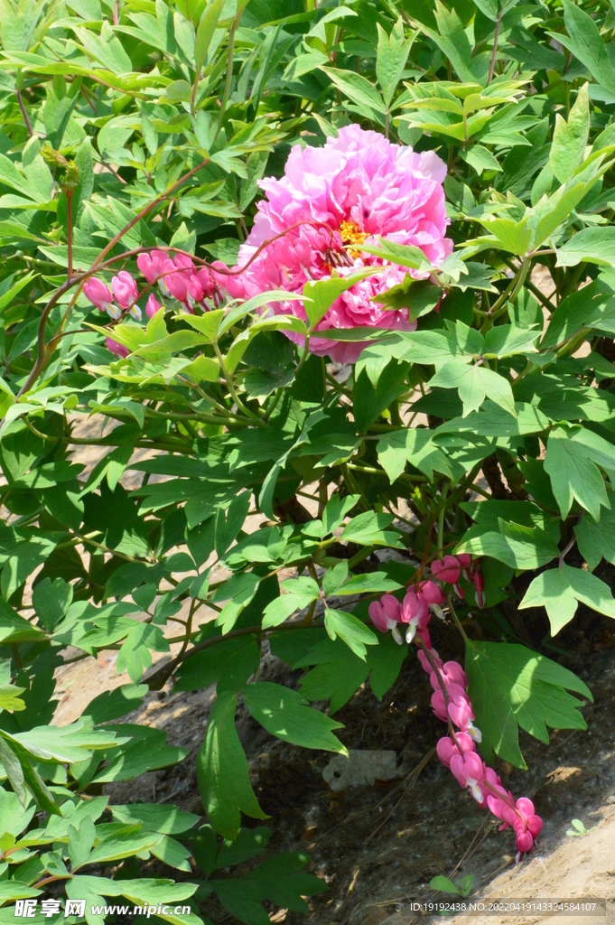 牡丹花