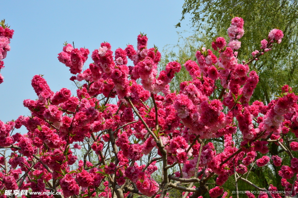 碧桃花