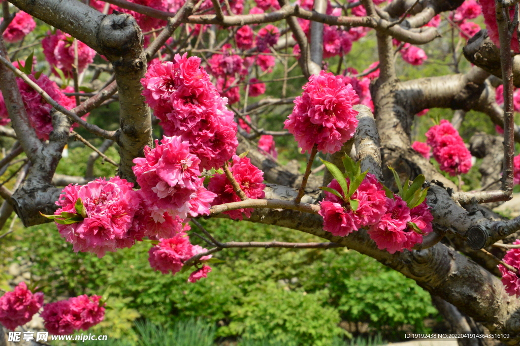 碧桃花 