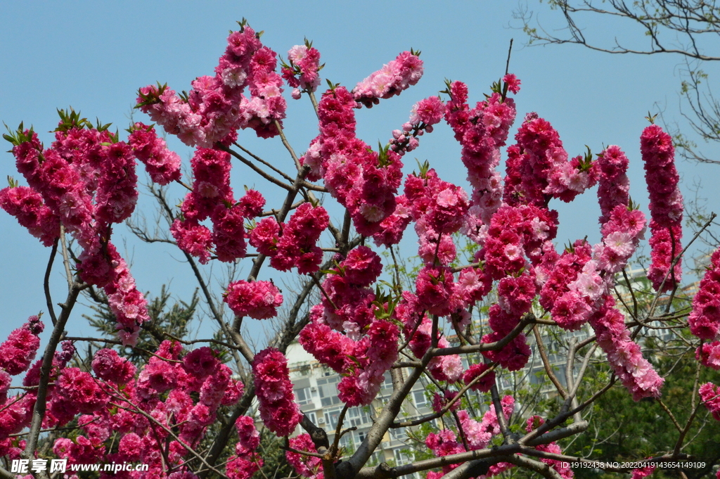 碧桃花 