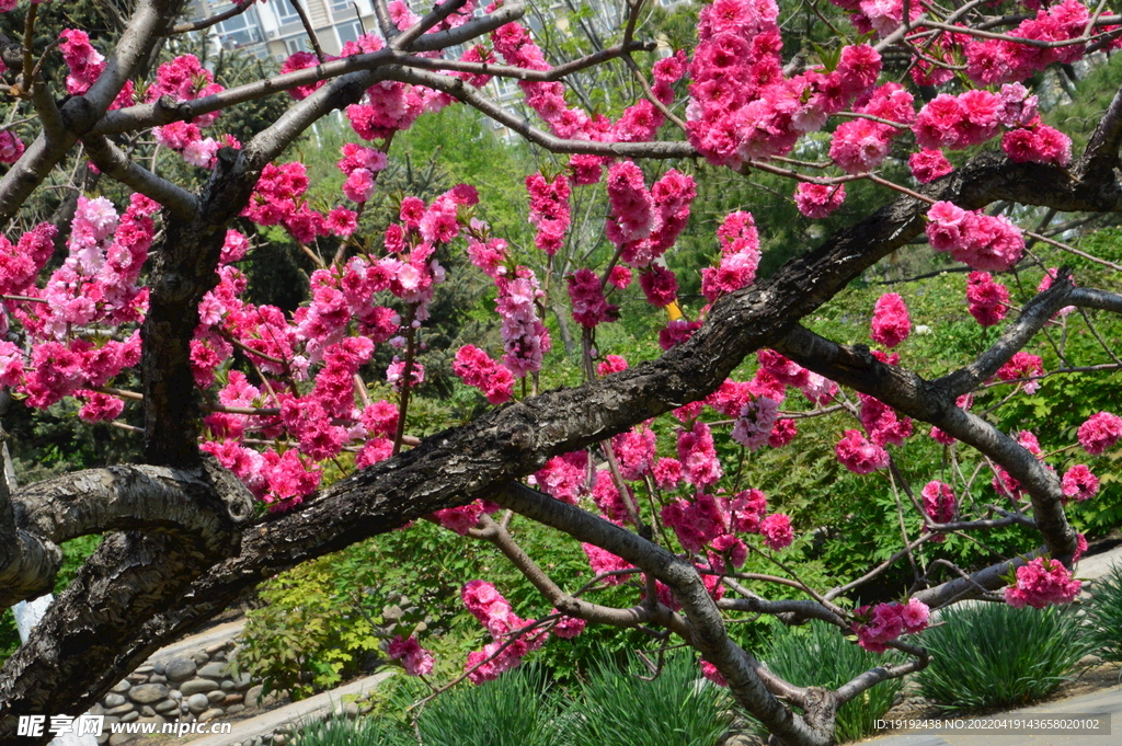 碧桃花 