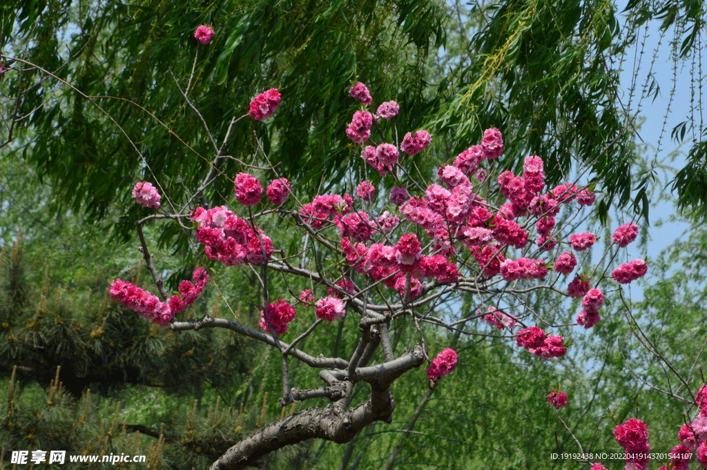 碧桃花