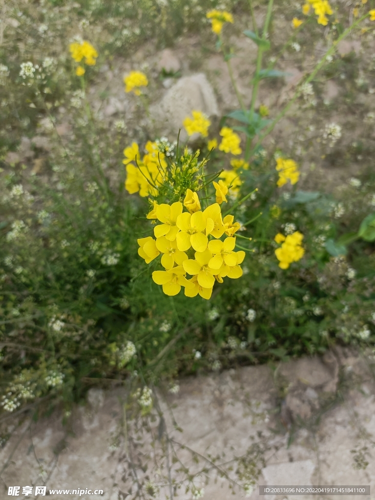 油菜花